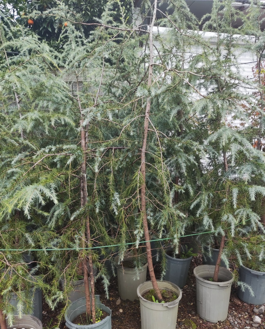 Blue Clachay Cedar Pine