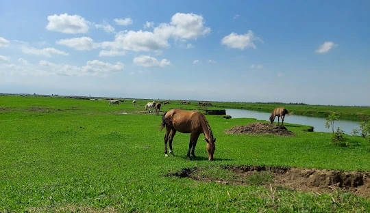  تالاب انزلی