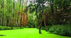  پارک سراوان رشت