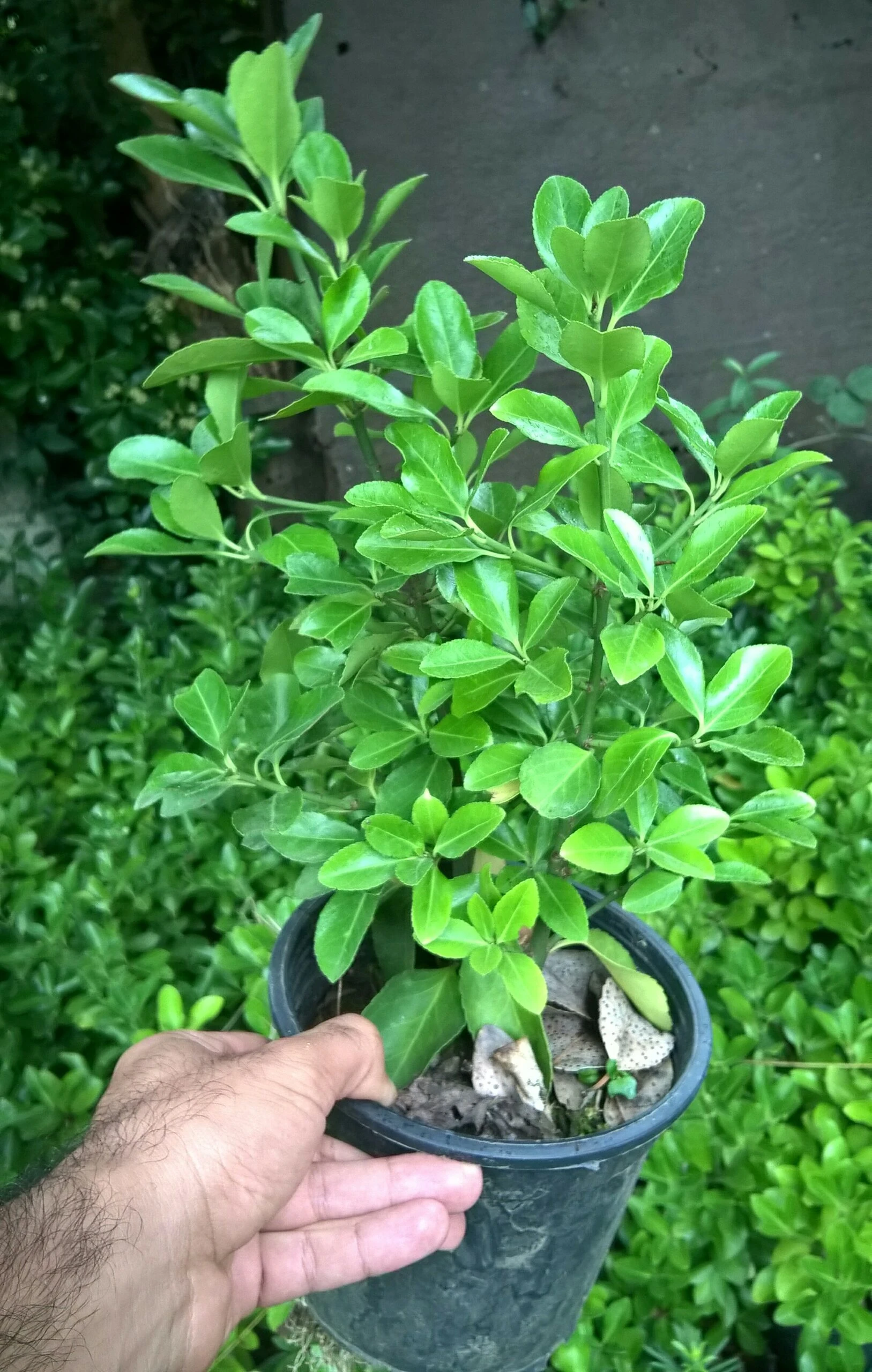 Green boxwood