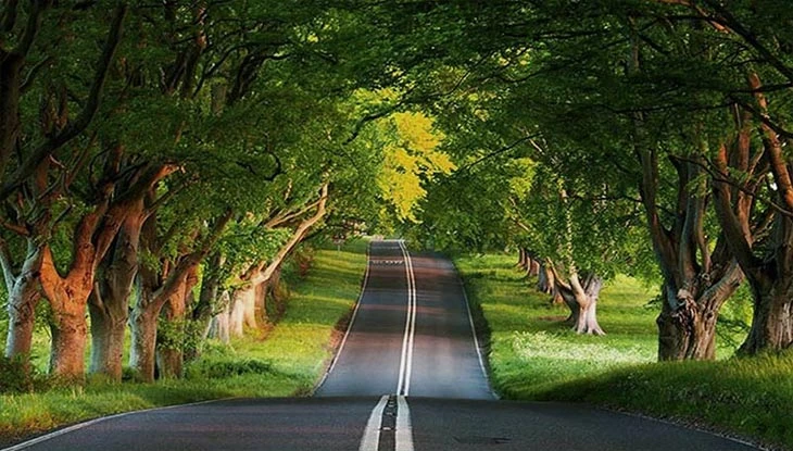 جنگل گیسوم  اسالم تالش