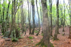 کلبه وحشت صومعه سرا جنگل دغنان