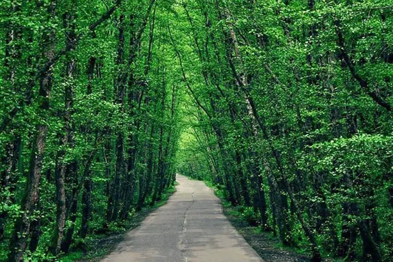 پارک جنگلی سیاهداران تالش