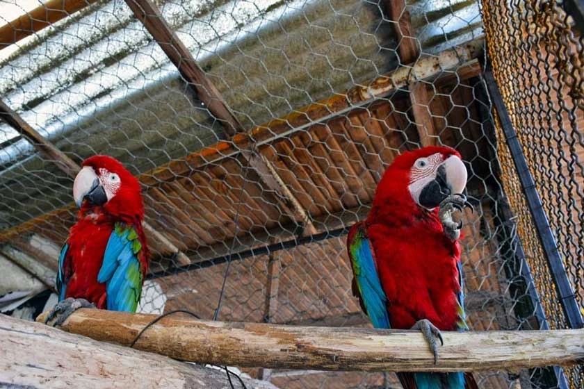 باغ پرندگان آستارا