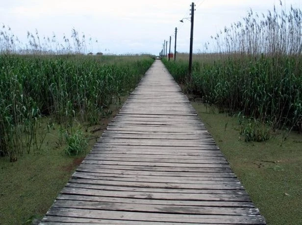 پل چوبی کیاشهر