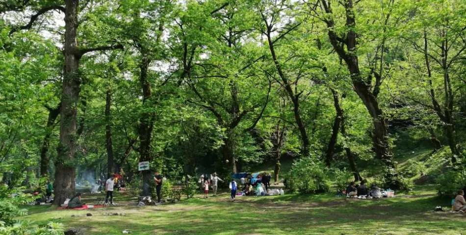 Khorma Forest Langarud