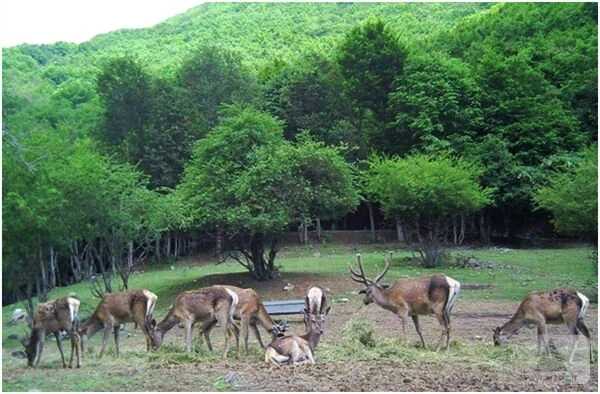 جنگل های ارسباران کلیبر