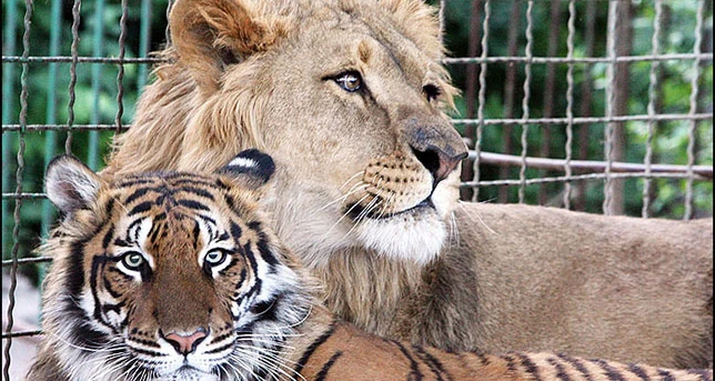 باغ وحش وکیل آباد مشهد