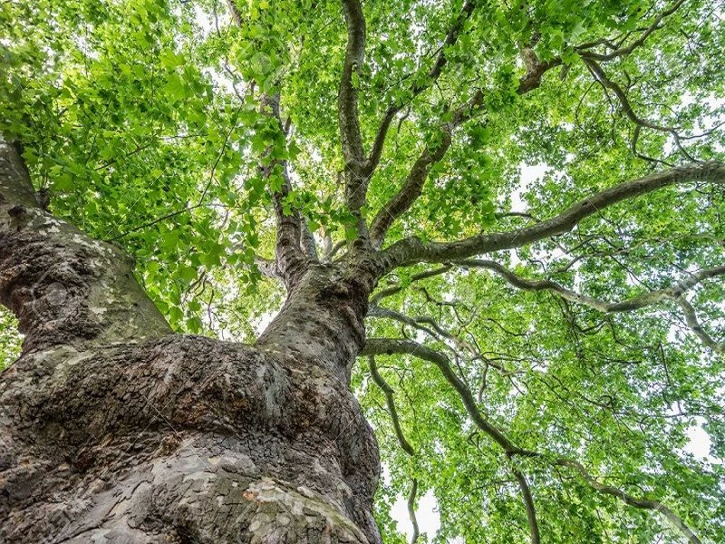 Árbol Sarfenjook Kakhak Gonabad