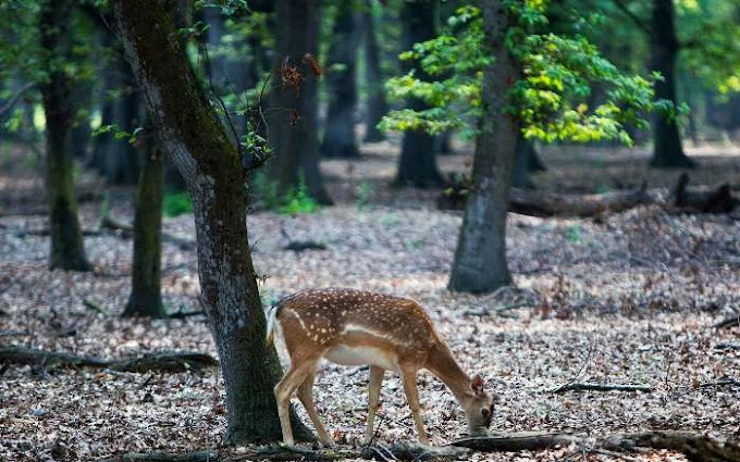 پناهگاه حیات وحش دشت ناز ساری