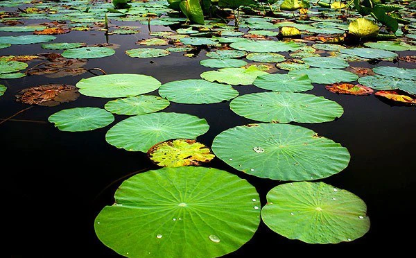 تالاب نیلوفر حمید آباد ساری