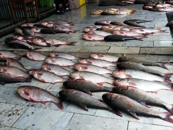 Рыбный рынок Бабола