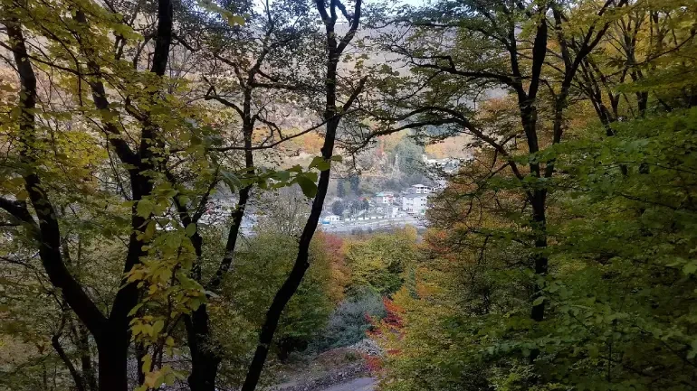 جنگل نسوم قائمشهر