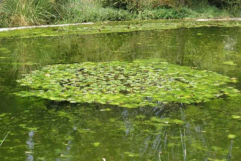 مرداب کندو چال چالوس