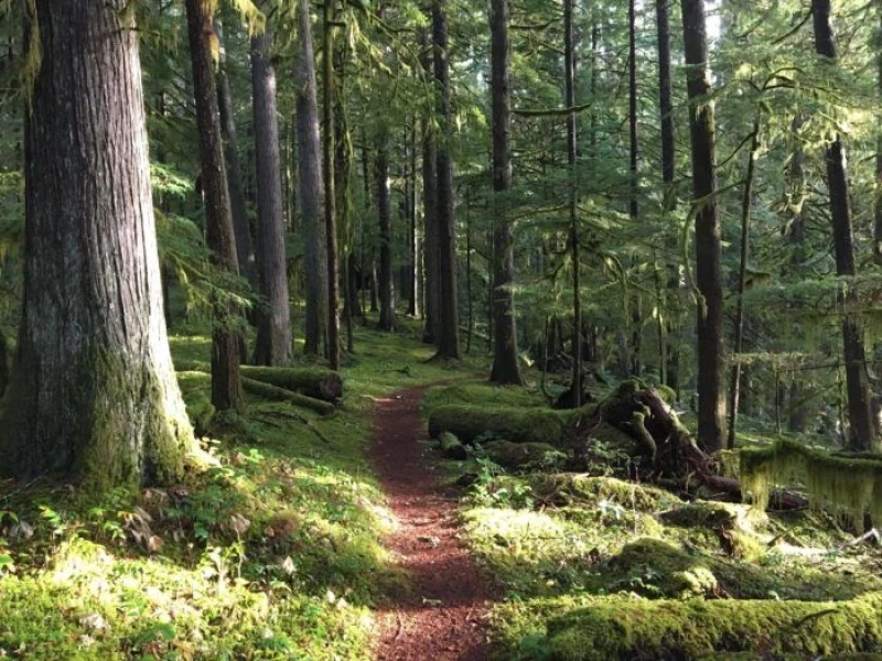 جنگل سینوا چالوس