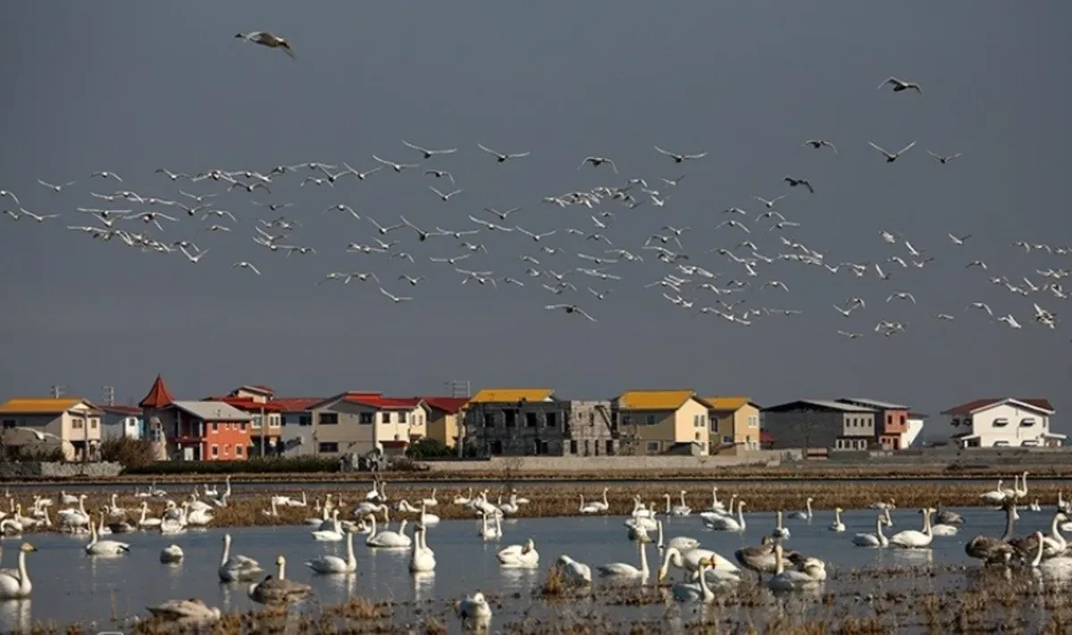 تالاب سرخرود فریدونکنار