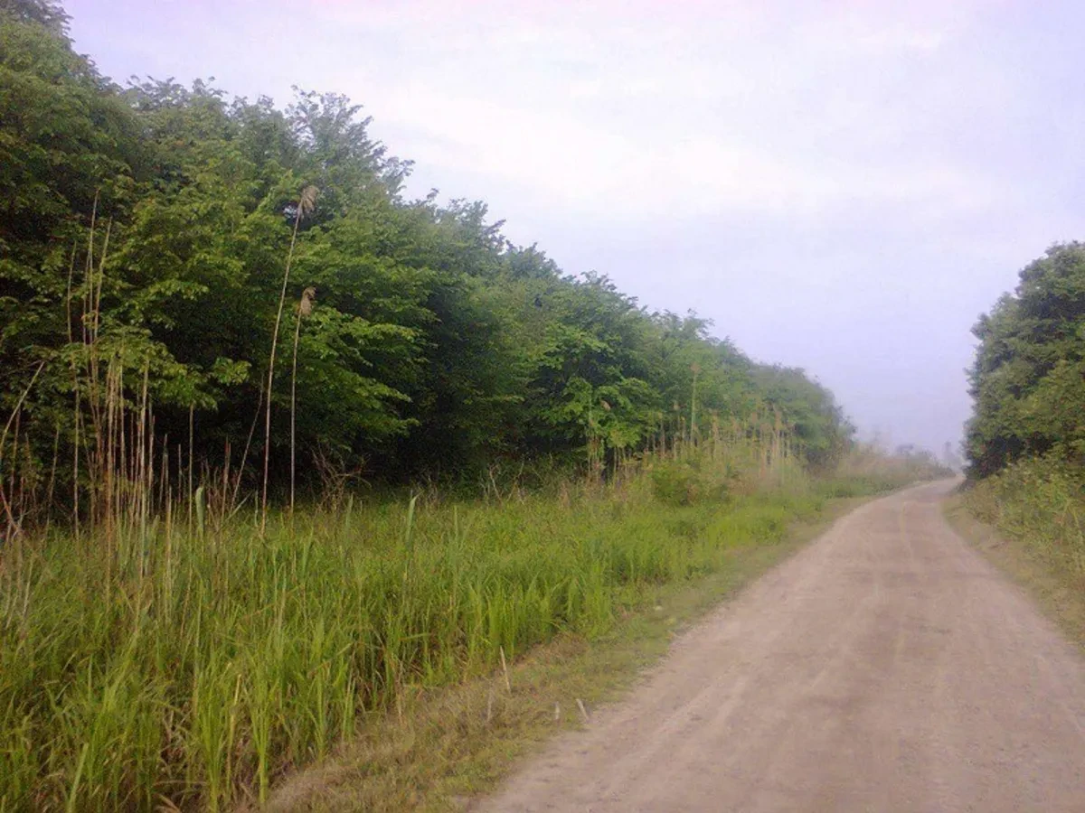 Parc forestier de Suteh Fereydunkenar