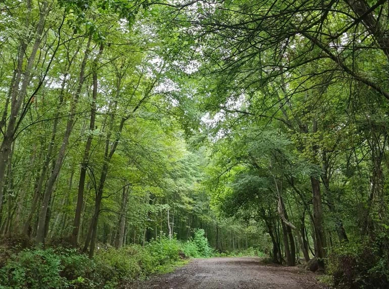 جنگل بونده محمودآباد