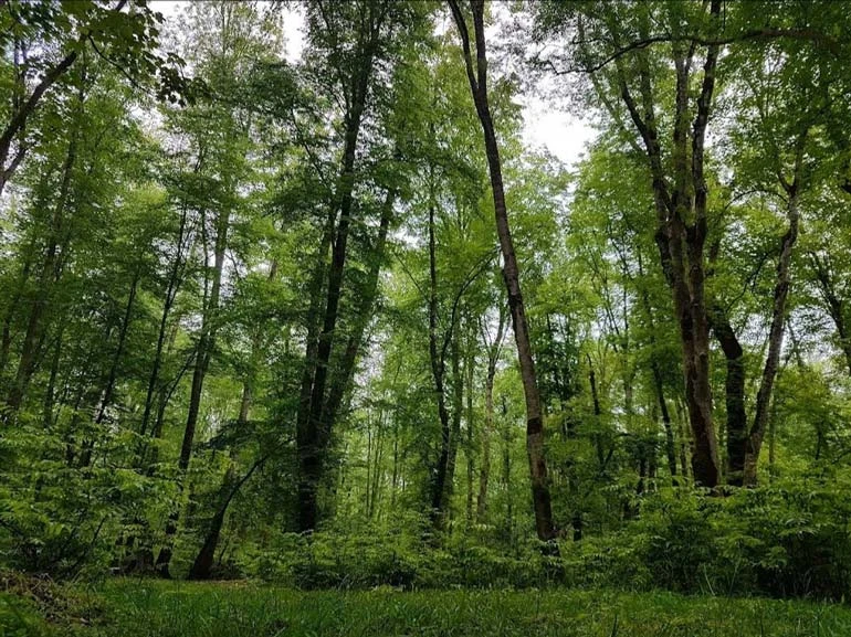 جنگل بزرگ نور