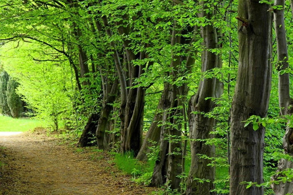 ییلاق توسکا چشمه گلوگاه