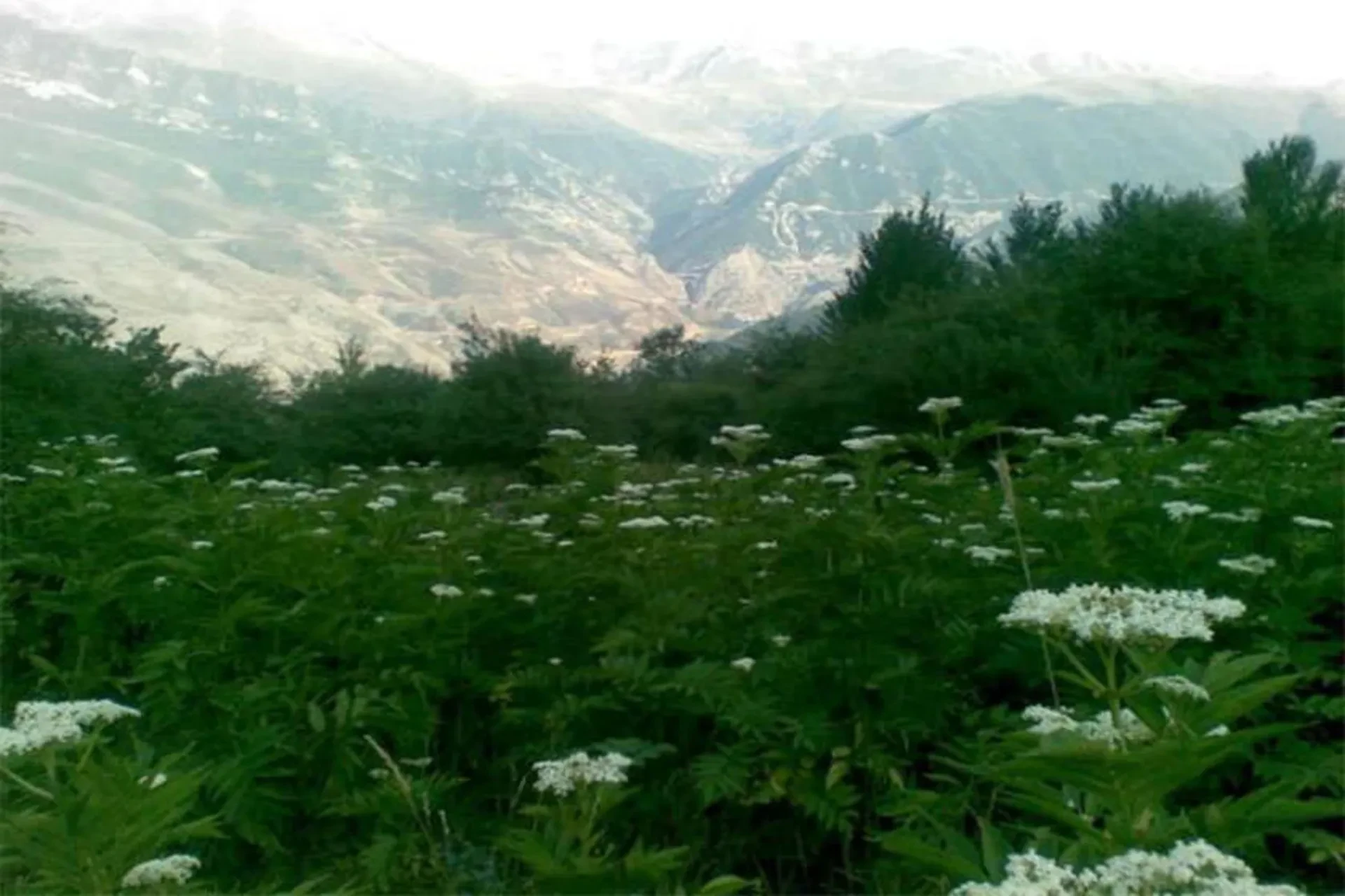 جنگل اوریم سوادکوه