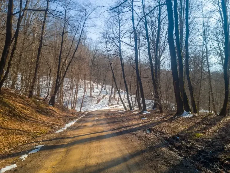 Bosque de Haya de Savadkuh