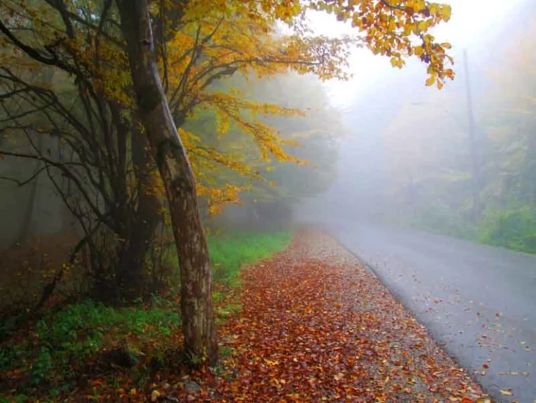 جنگل هلی دار سوادکوه