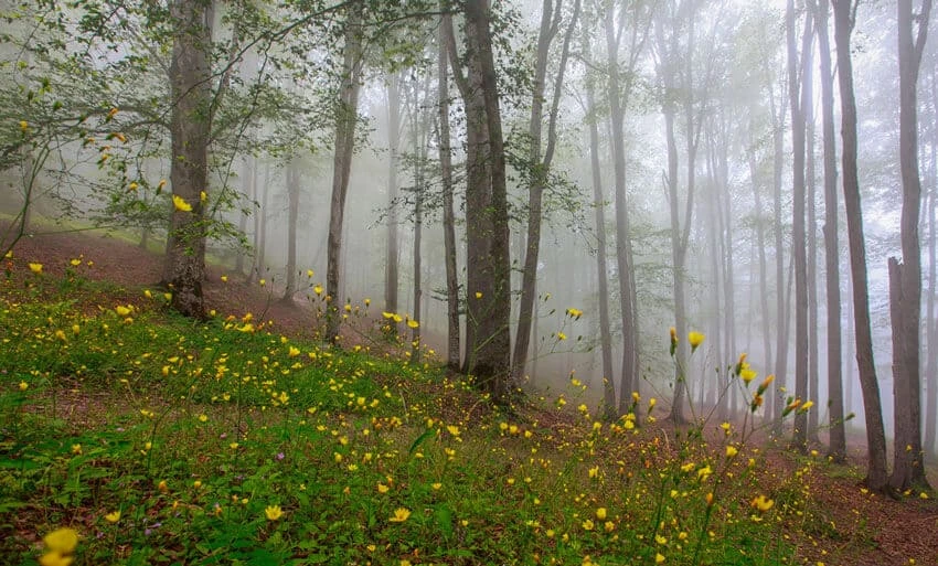 جنگل واز چمستان