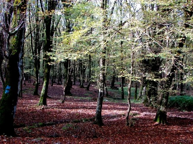 جنگل شالتماس قائمشهر