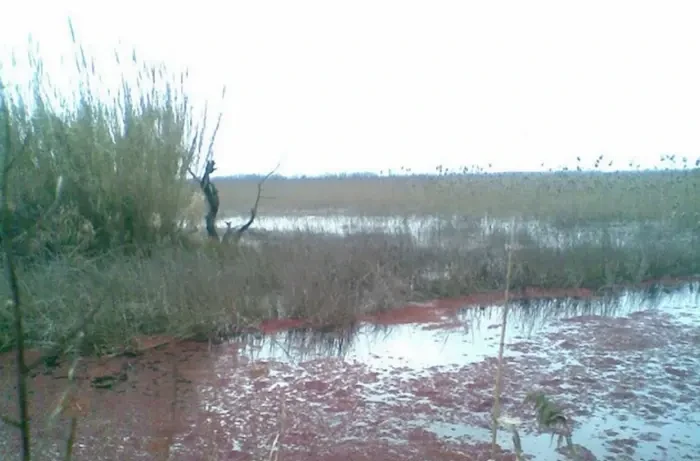 تالاب میستان بهنمیر جویبار