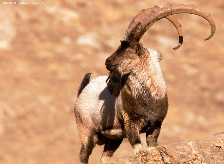 Заповедная зона Лашгердар, Малаер, Хамадан