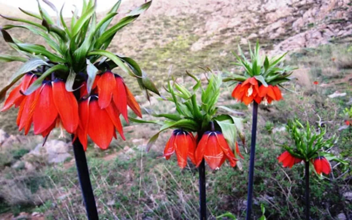 گلستانکوه خوانسار