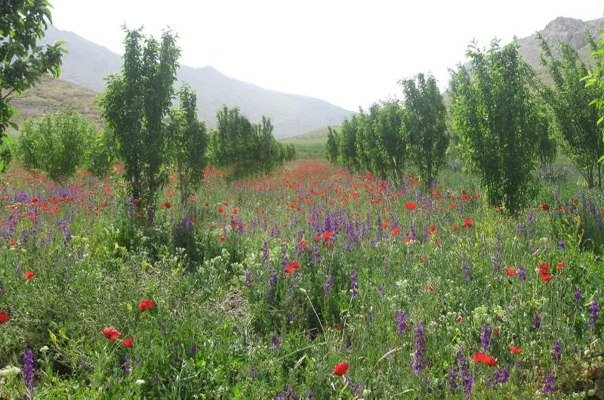 دره حنا علیشاه سمیرم