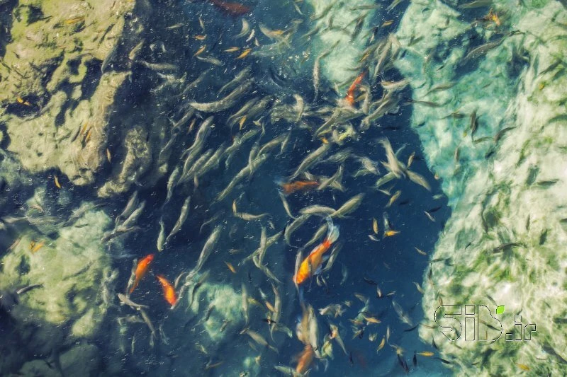 Acuario Malvajerd Jarquyeh