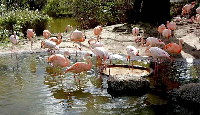 باغ پرندگان کیش