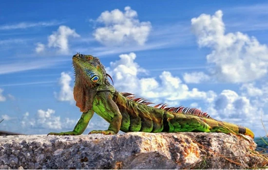 نمایشگاه خزندگان کیش