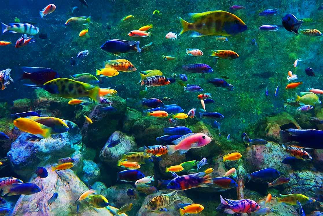  آکواریوم کیش