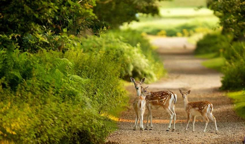 پارک حیات وحش آهوان کیش