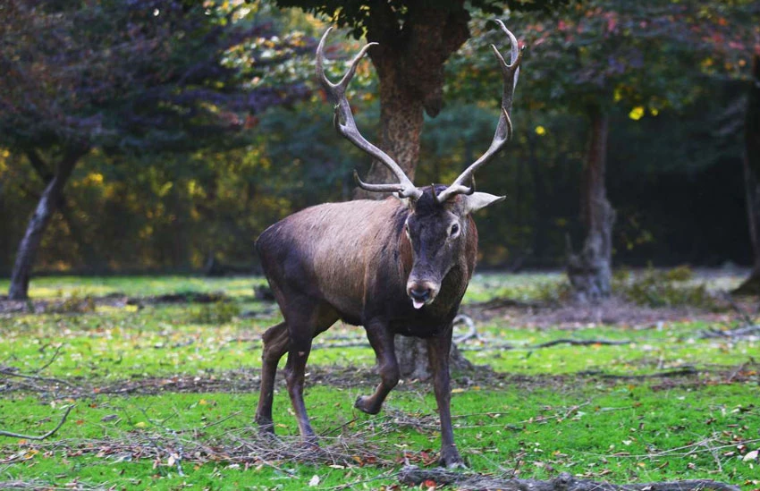 جنگل قرق گرگان