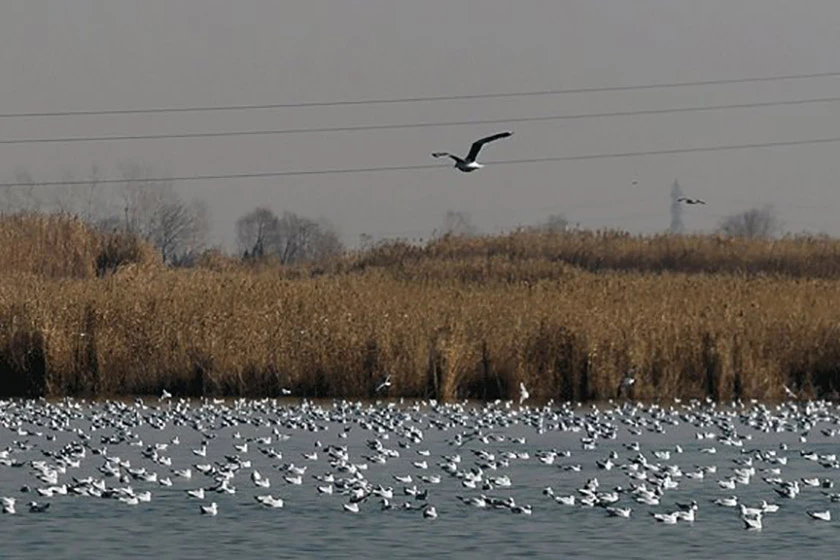 Ajigol Wetland Gonbad Kavus