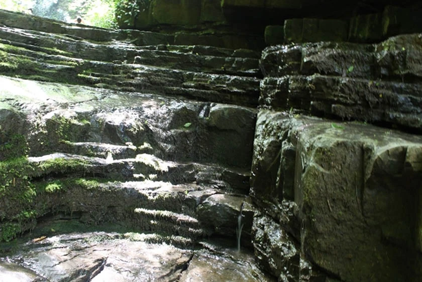 جنگل پلکانی گونی لی کلاله