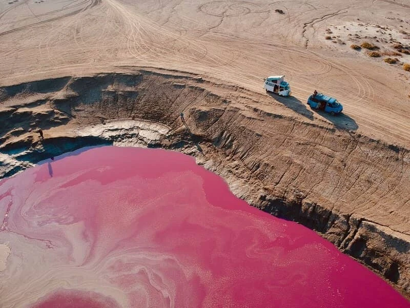 گل فشان صورتی نفتلیچه گمیشان