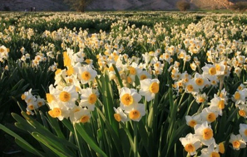 نرگس زارهای جره کازرون