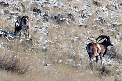 Basiran Protected Hunting Area, Eqlid
