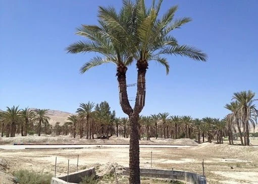 نخل دوقلو چاهورز لامرد